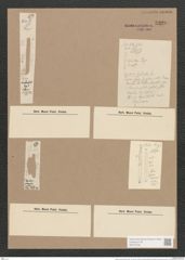 Synedra amphycephala Kuetz., (de-Toni-Nr.: Genus 66, Species 2605) Zeichnungen Sammlung Grunow Nr. 5320 (NHMW-BOT-W0373720)